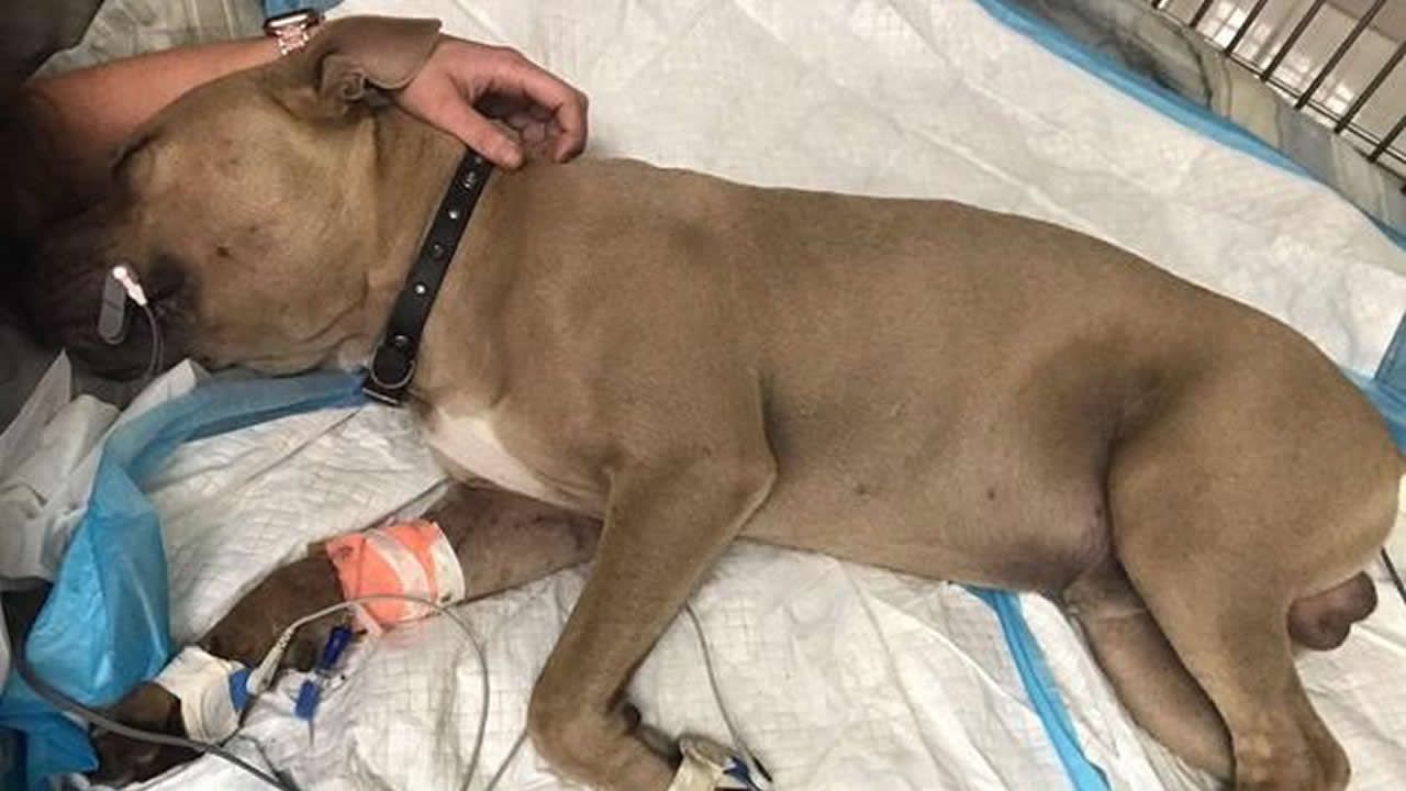 Perro pitbull muere muere por defender a niños de serpiente venenosa