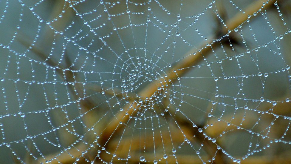 Desarrollan un nuevo material natural que reemplazará al plástico