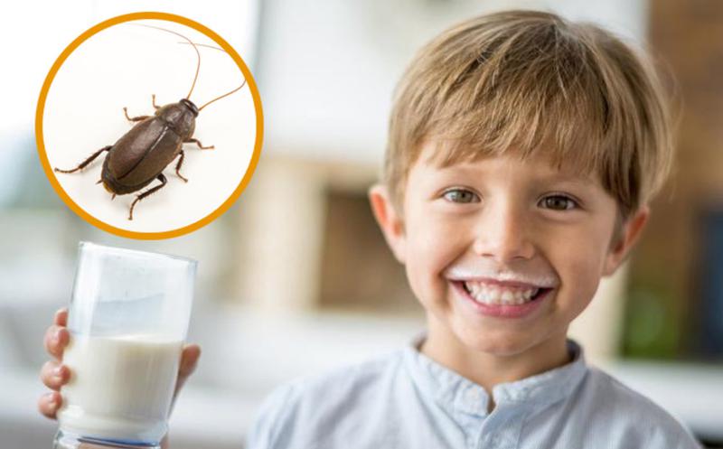Alimento del futuro: leche de cucaracha