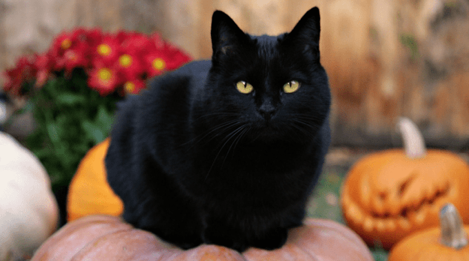 En octubre, aumenta la ‘adopción’ de animales negros para brujería