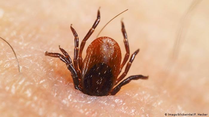 Bebé y sus papás mueren por una picadura de una garrapata