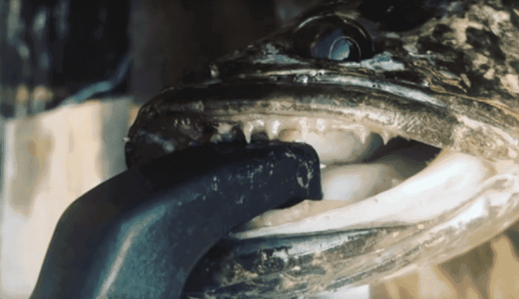 Hallan peces con cabeza de serpiente que respiran en tierra