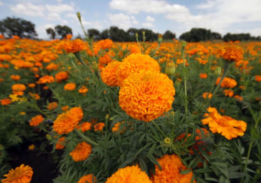 Alistan la flor de Cempasúchil para los altares de Día de Muertos
