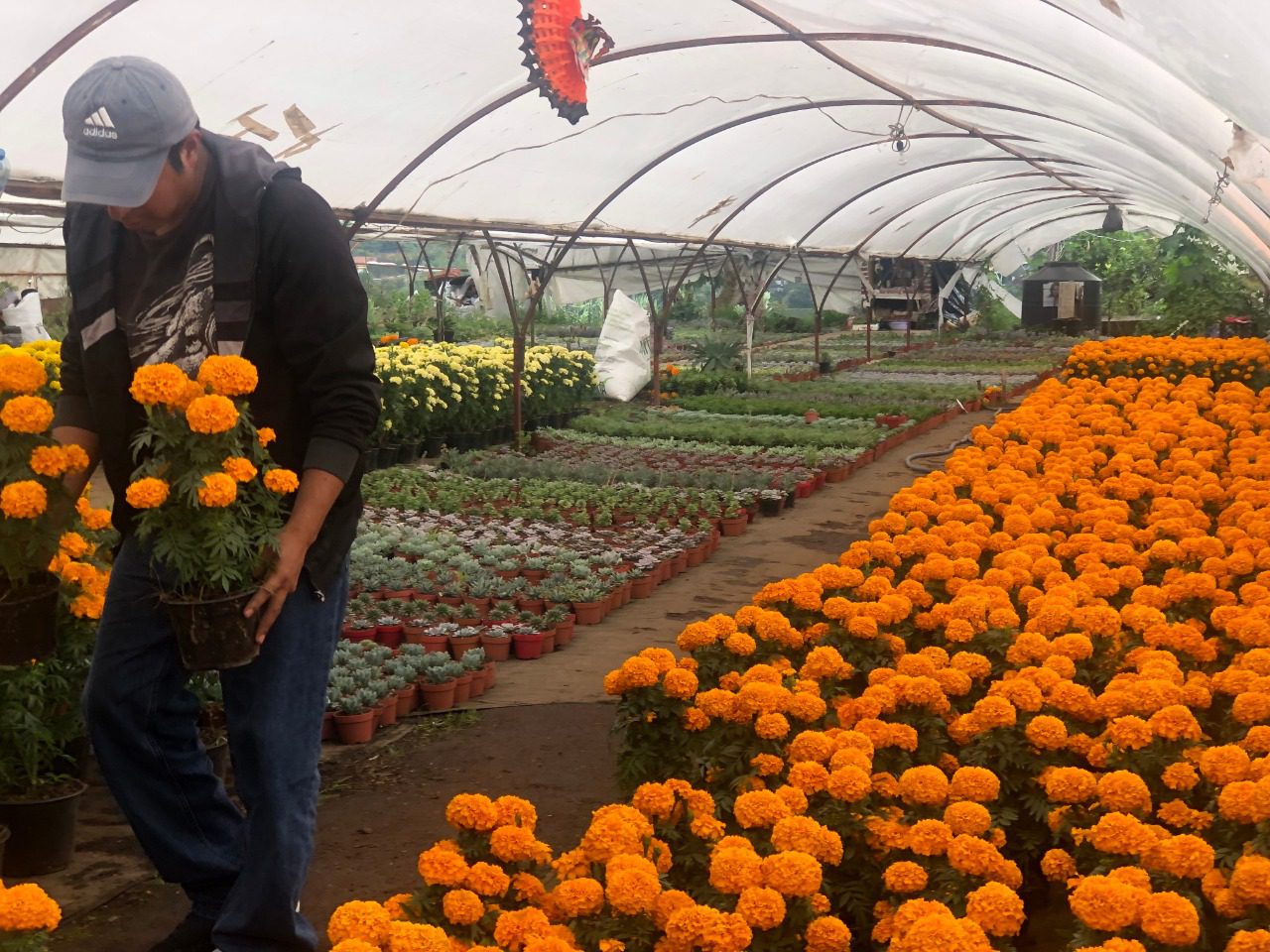 Morelos ocupa el 8vo lugar en producción de Cempasúchitl