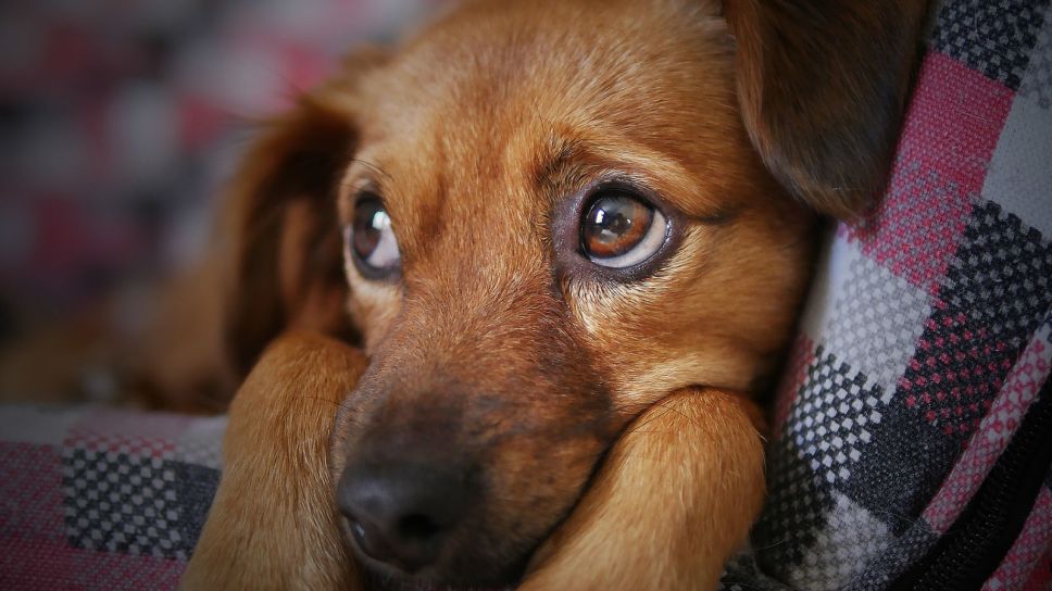 Detienen a joven por arrojar un perro desde quinto piso