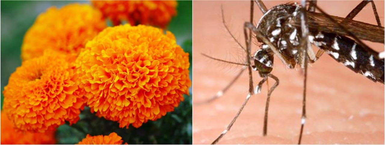 Recomiendan plantar CEMPASÚCHIL en panteones para evitar criaderos de mosquitos