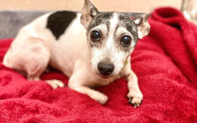 Mujer encuentra a su perrita tras haberla perdido hace 12 años