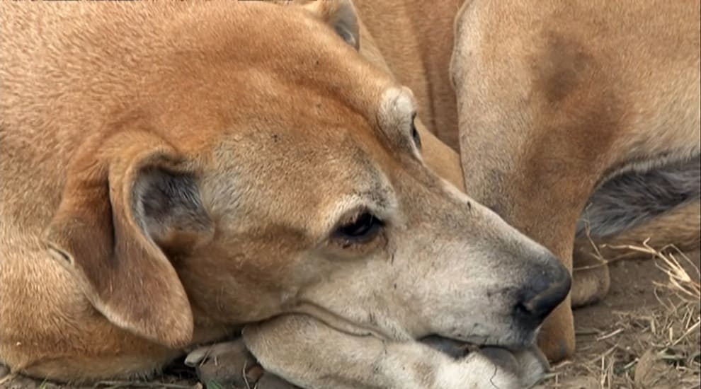 Perrito lleva dos años esperando a su dueño afuera del hospital