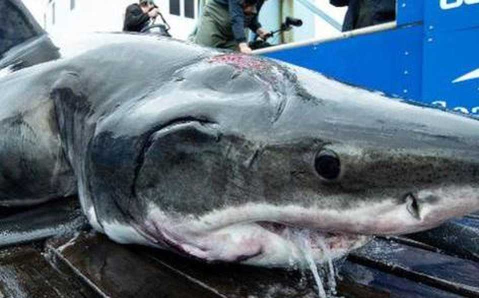 Hallan a enorme tiburón con mordida hecha por un animal más grande