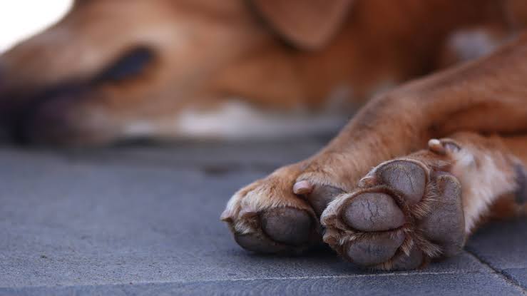 Detienen a hombre que abusaba sexualmente de un perro