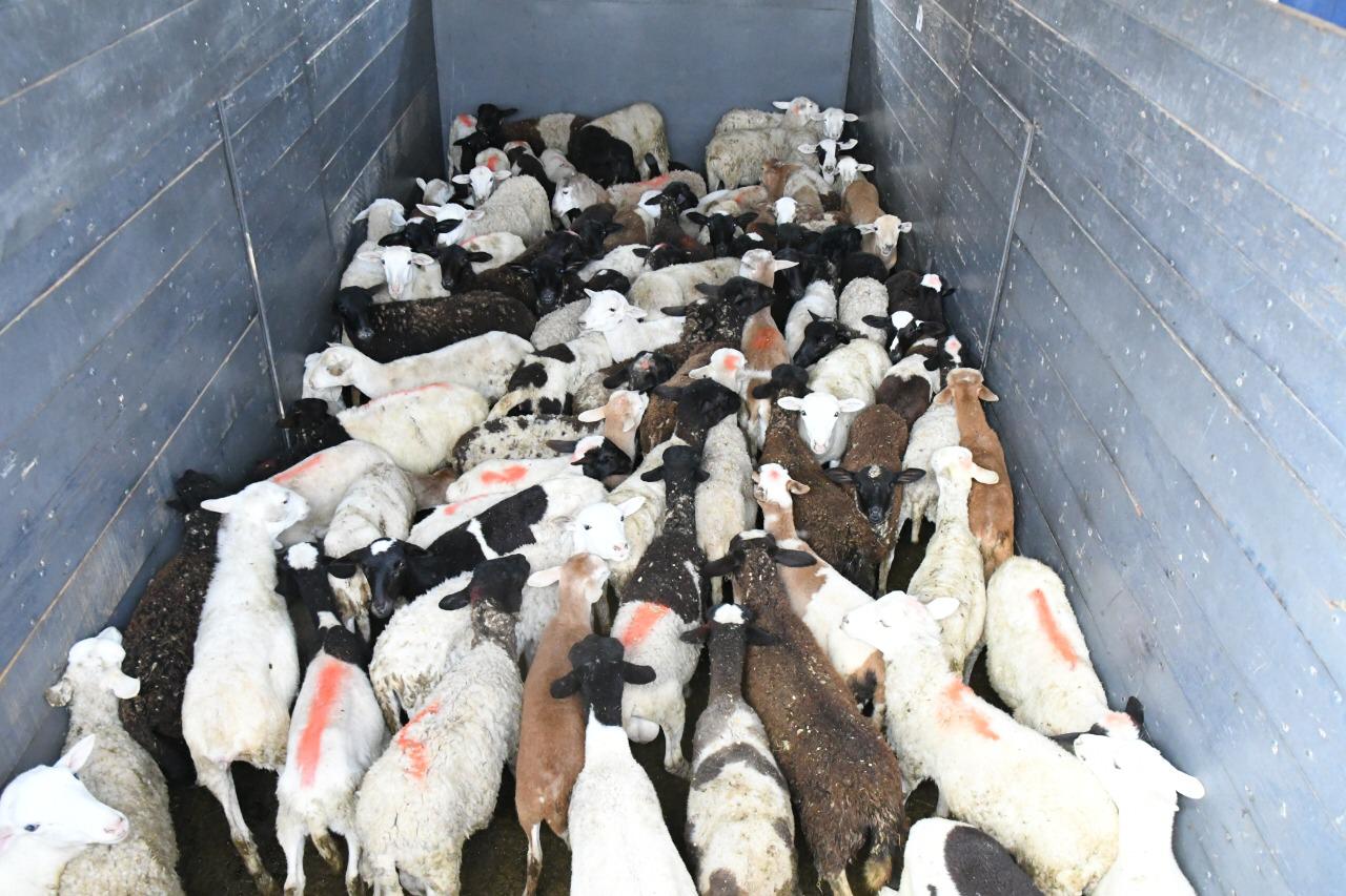 Entregan 27 paquetes ovinos a familias de Cuautla