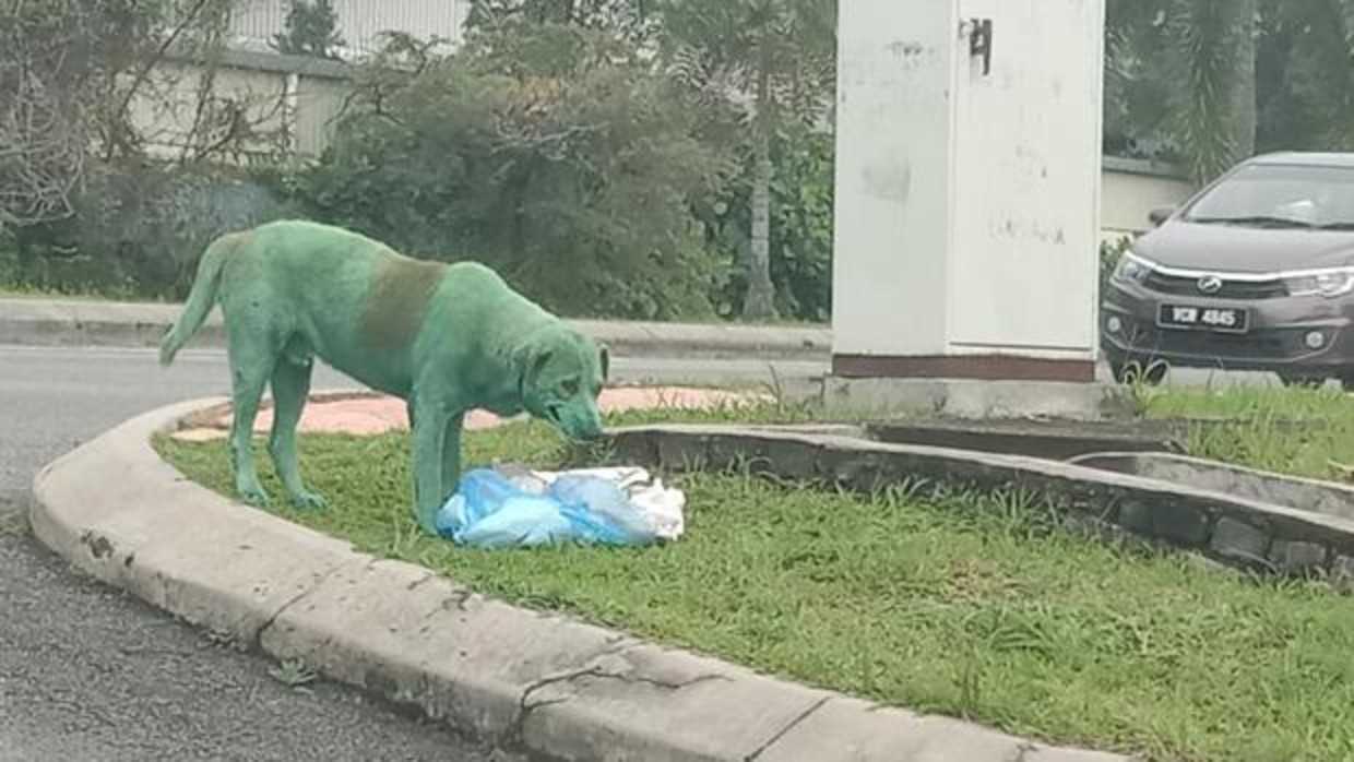 Encuentran a un perro pintado de verde llorando y buscando comida (FOTOS)