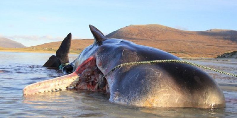 Hallan BALLENA muerta con más de 100 kilos de plástico en su estómago