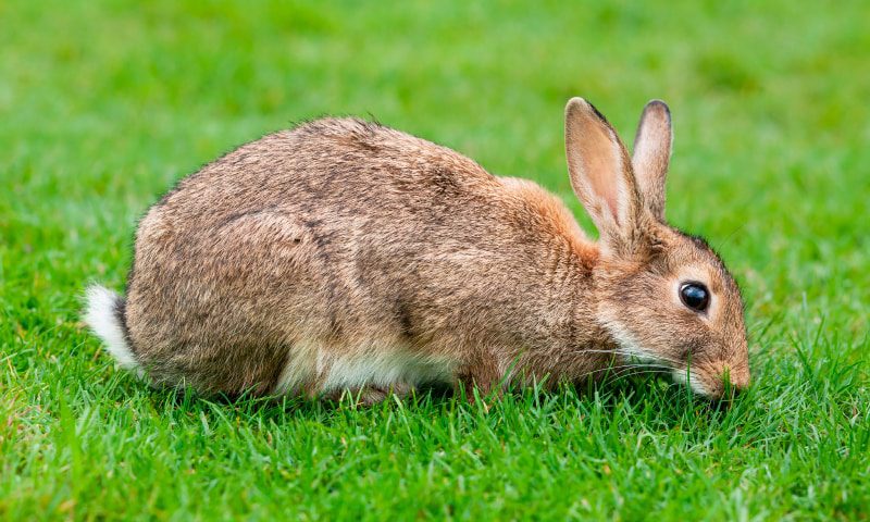 Declaran al CONEJO en peligro de extinción