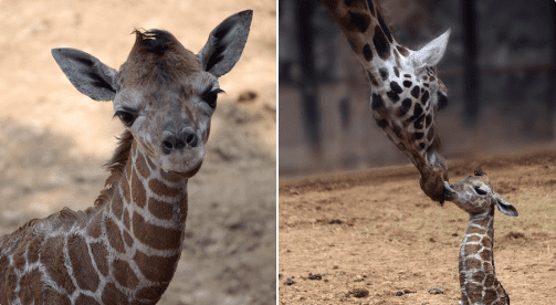 Nace jirafita en el Zológico de Chapultepec, en 2019 nacieron 170 animales