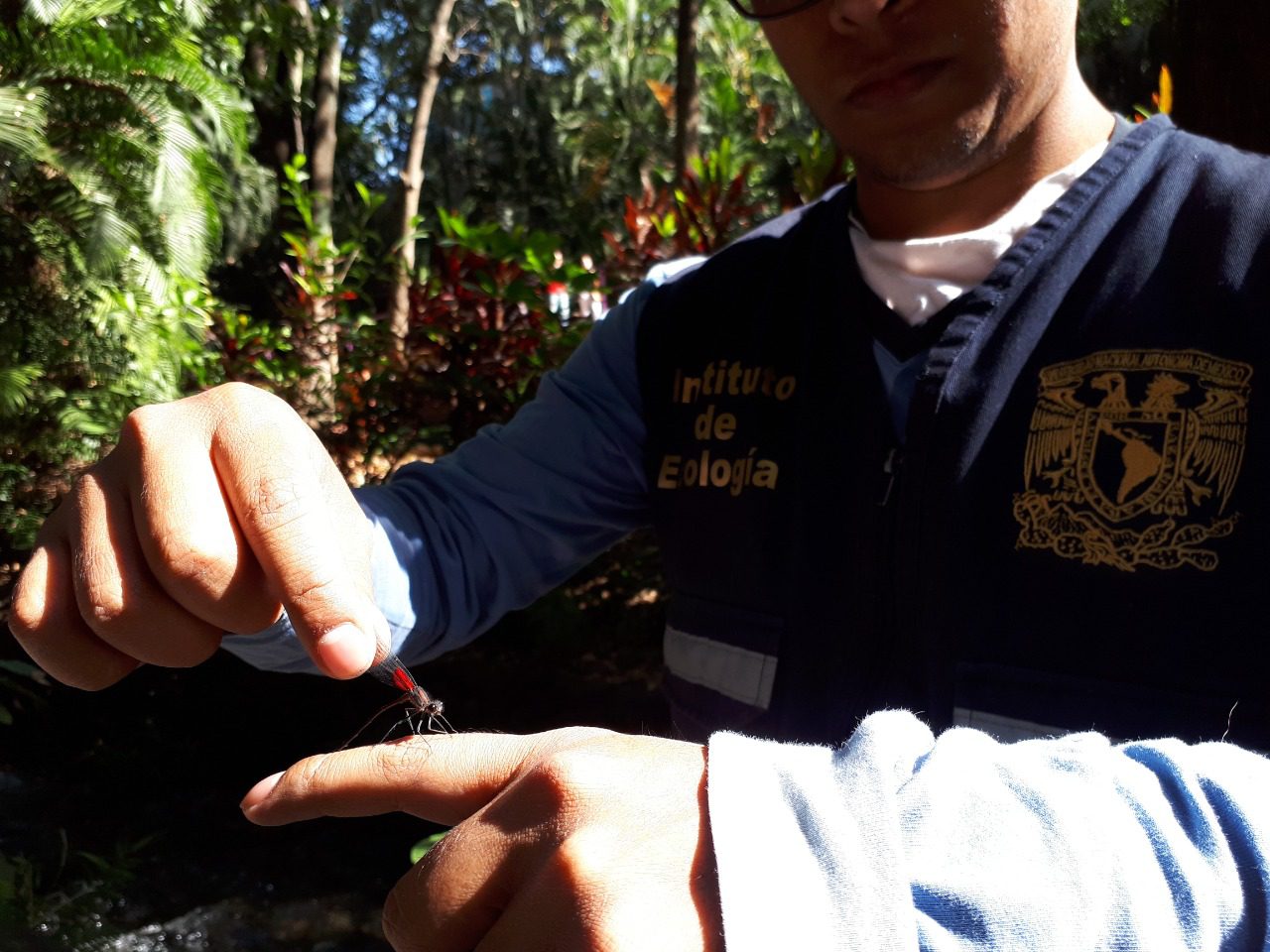 Alumnos de la UNAM estudian LIBÉLULAS del Parque Chapultepec