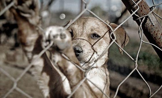Imponen MULTAS a quienes dejen mascotas en el TECHO abandonados
