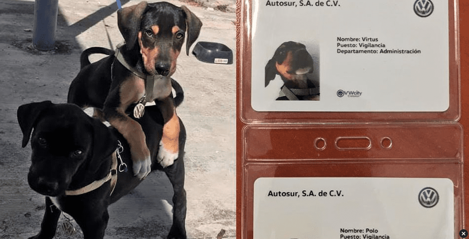 Adoptan y contratan a perritos como vigilantes en agencia de autos