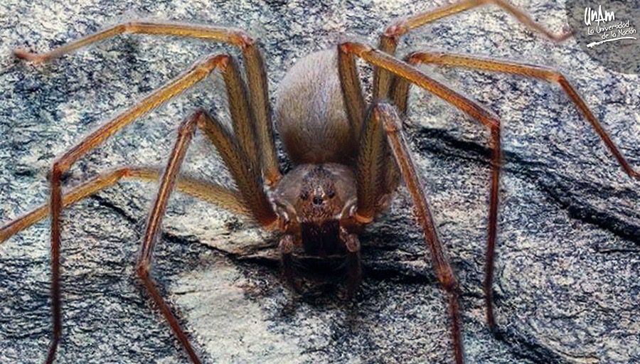 Descubren nueva especie de la Araña Violinista