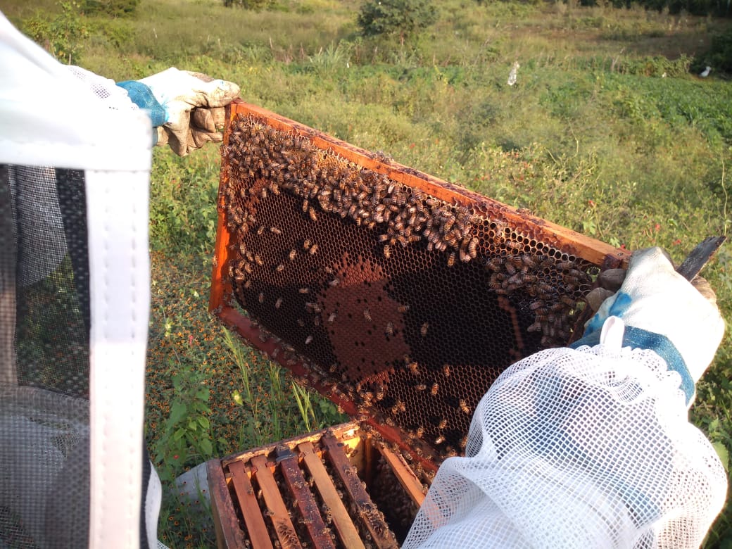 Inician la cosecha de MIEL morelense en áreas naturales protegidas
