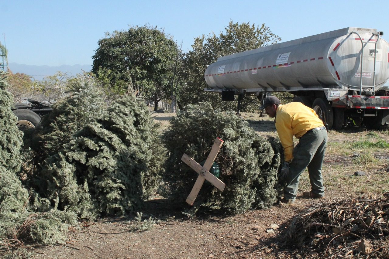 Lleva tu ÁRBOL NAVIDEÑO natural a un centro de acopio