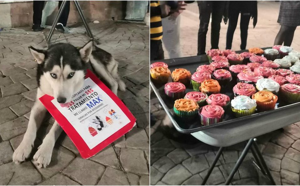 ‘Max’ el perrito que vende cupcakes para su tratamiento contra el Cáncer