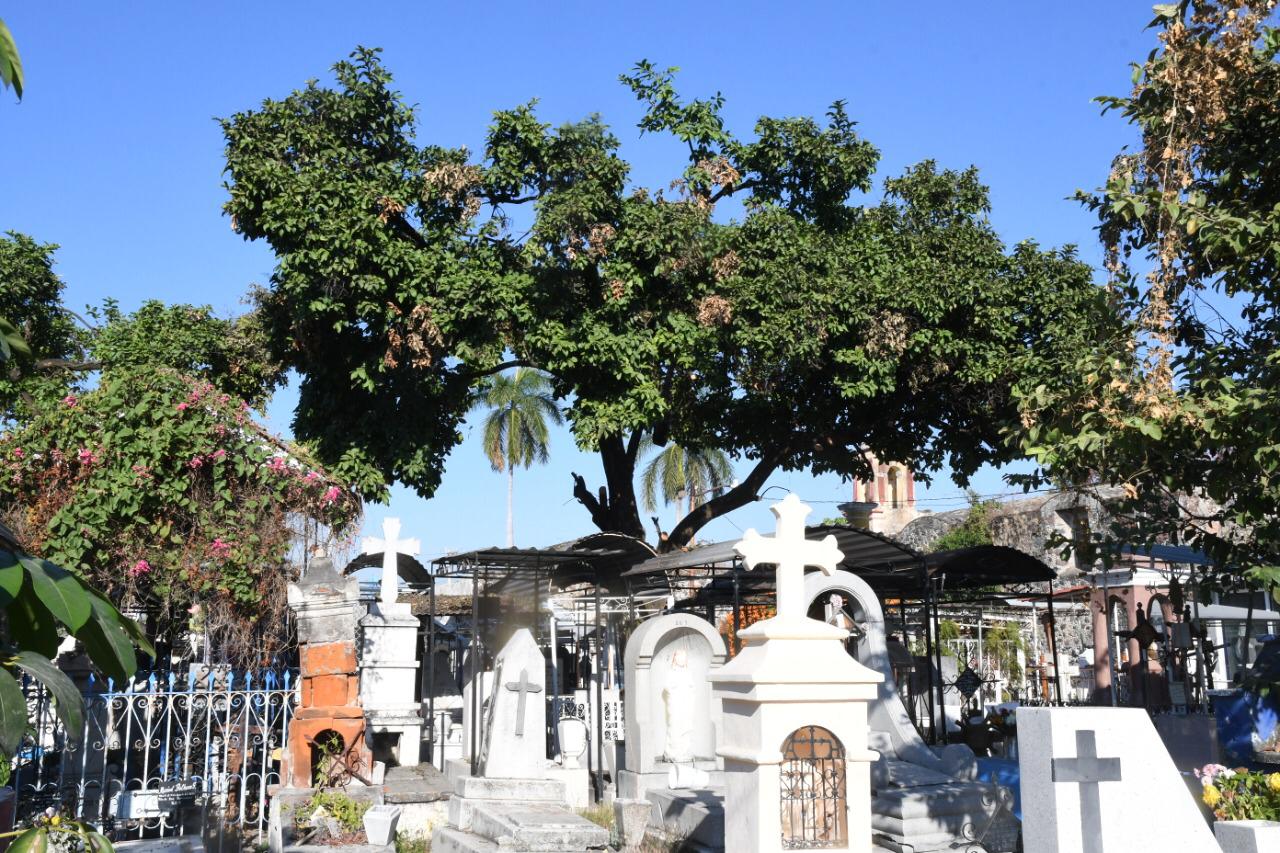Rescatan árboles del histórico panteón de Cuautla