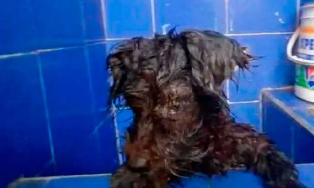 Abandonan a perrita y le pegan lo ojos con adhesivo para que no los siga