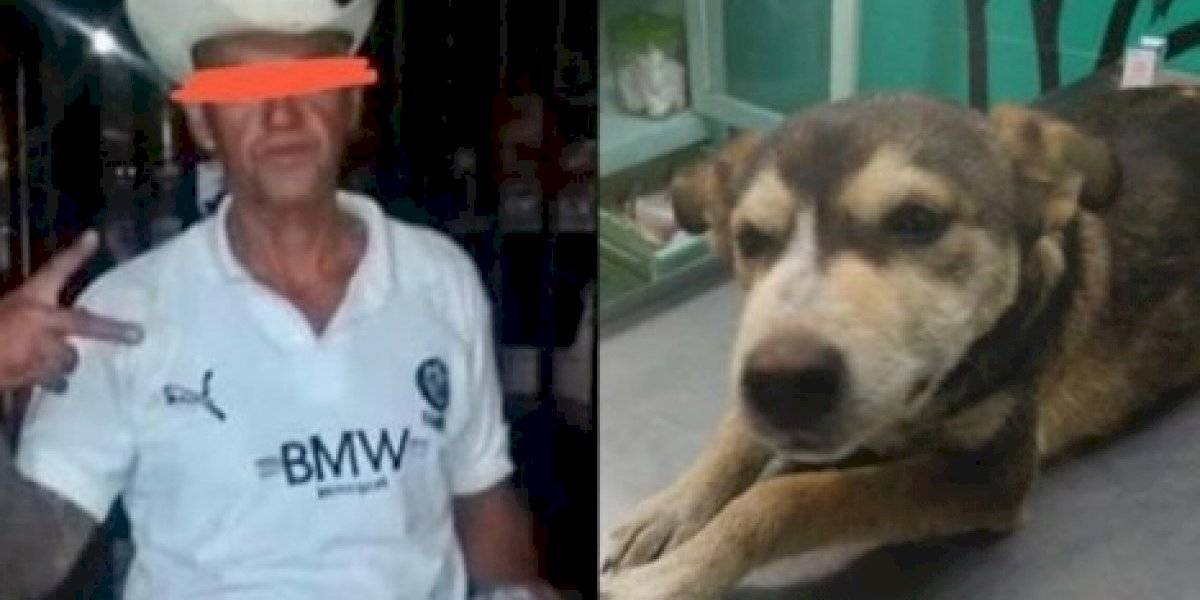 Perrita muere por ser violada y agresor podría salir en libertad