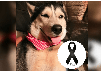 Muere MAX el perrito que vendía cupcakes para su tratamiento contra el cáncer