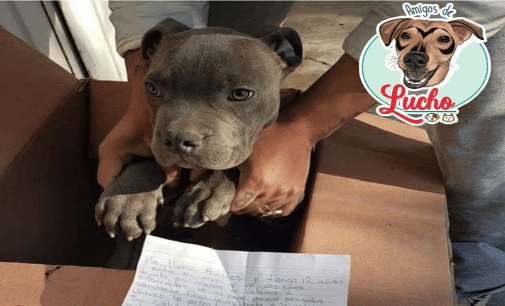 Niño da en ADOPCIÓN a perrito porque su PAPÁ lo maltrataba