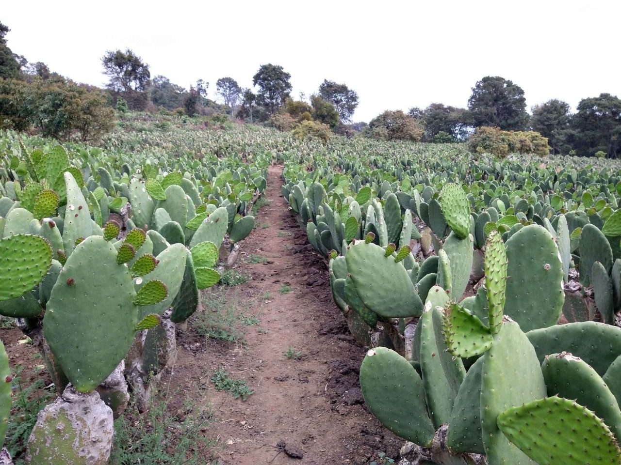 Acuerdan fortalecer producción del Nopal en Morelos