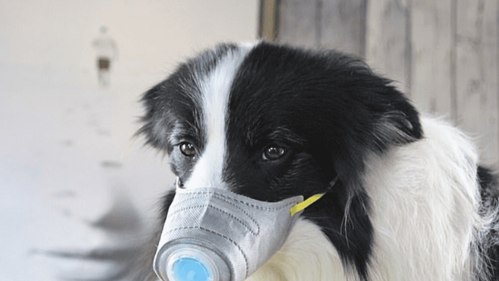Perro es diagnosticado con CORONAVIRUS, es el primero