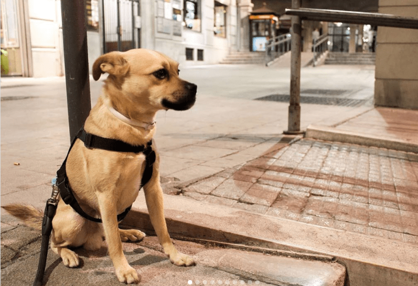[VIDEO] Perrito LLORA porque no puede entrar al parque por la CUARENTENA