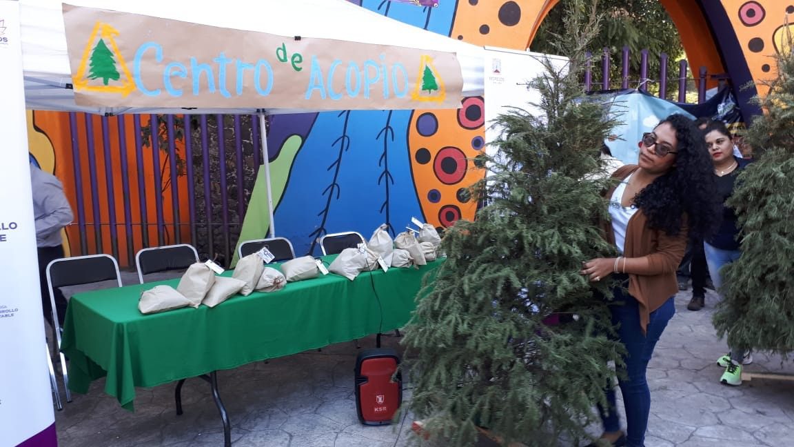 Recolectan 168 kilos de abono con árboles de navidad