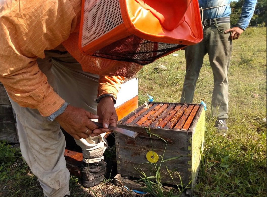 Vinculan a apicultores morelenses con Veracruz para producción de miel