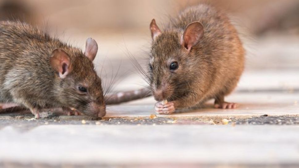 Muerte por HANTAVIRUS en China enciende alarmas