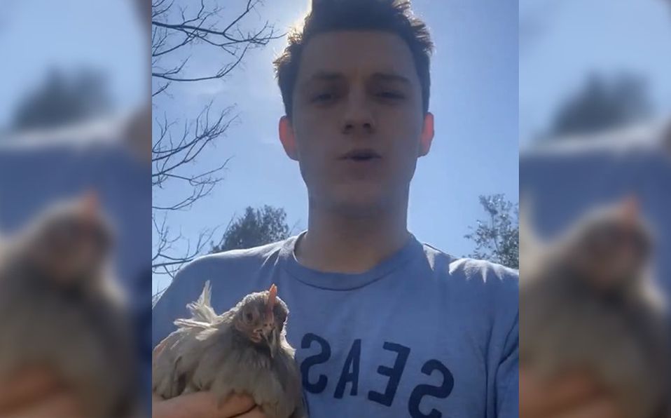 Ante escasez de HUEVOS, Tom Holland adoptó una gallina
