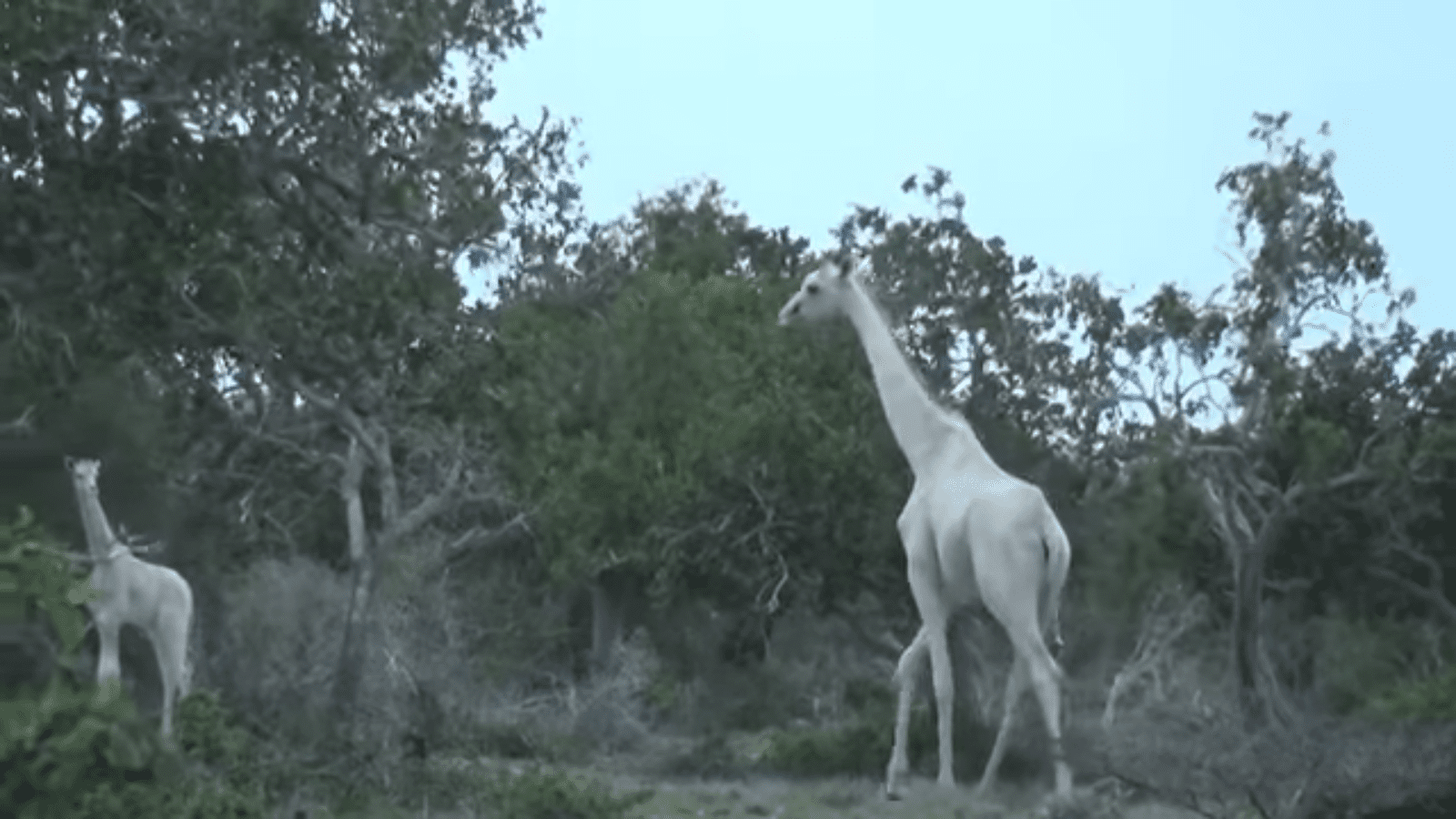 Cazadores matan a jirafa blanca y a su cría, eran las únicas de su especie