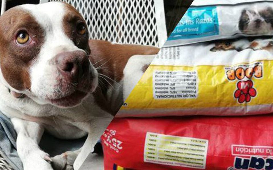 Mecánico ofrece sus servicios a cambio de CROQUETAS para perros de la calle