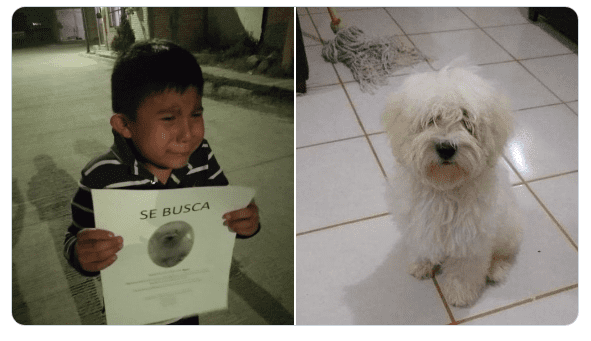 Niño busca desconsoladamente a su perro en las calles