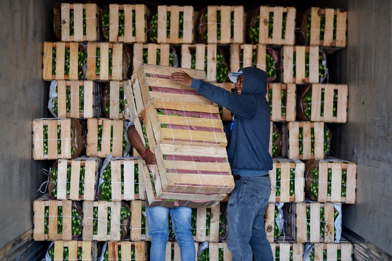 Productores del campo en Morelos siguen trabajando a pesar de la pandemia