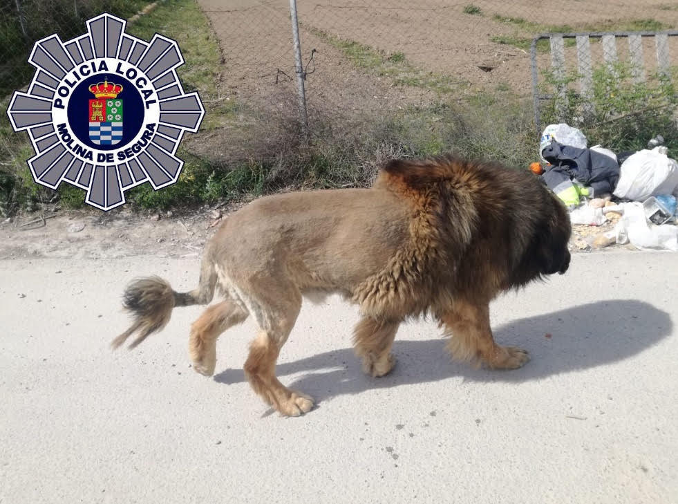 Perro con apariencia de LEÓN causa pánico en pueblo de España