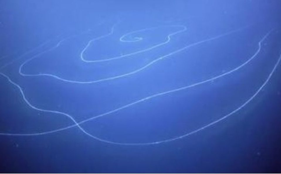 Descubren un nuevo animal marino GIGANTE