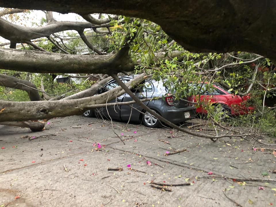 Fuertes vientos derribaron 14 árboles en Morelos