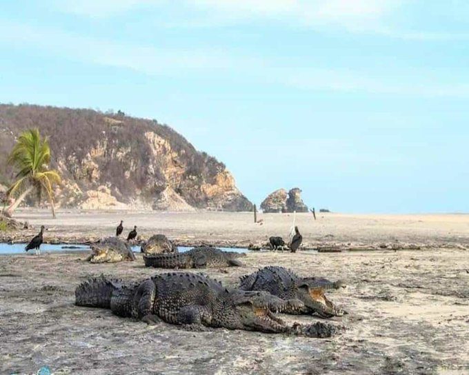 Ante ausencia de humanos, cocodrilos regresan a playas de Oaxaca