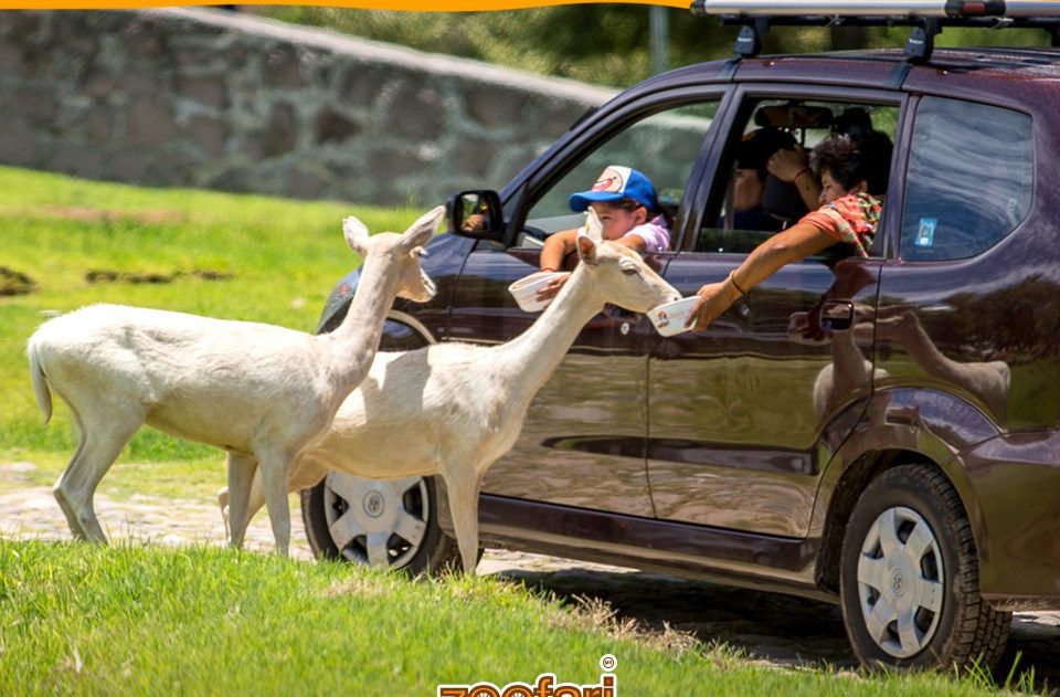 Piden AYUDA para animales de Zoofari Morelos, ofrecen entradas anticipadas