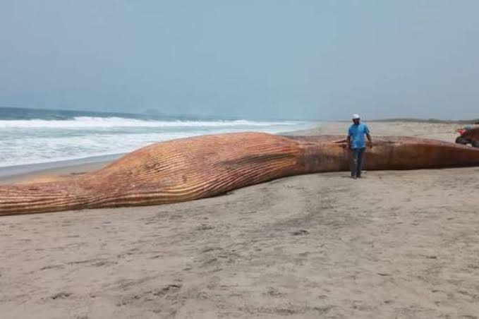 Hallan muerta una BALLENA AZUL en costas de Oaxaca