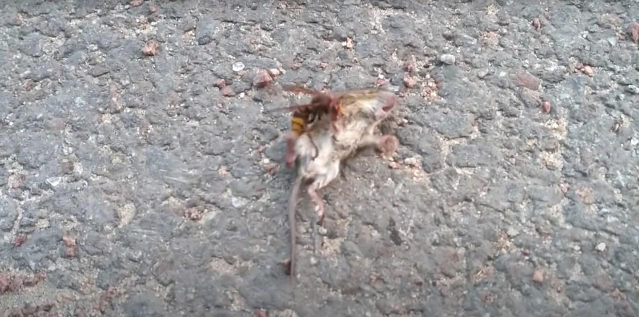 [VIDEO] Avispa asesina GIGANTE peleando con ratón aterroriza las redes sociales