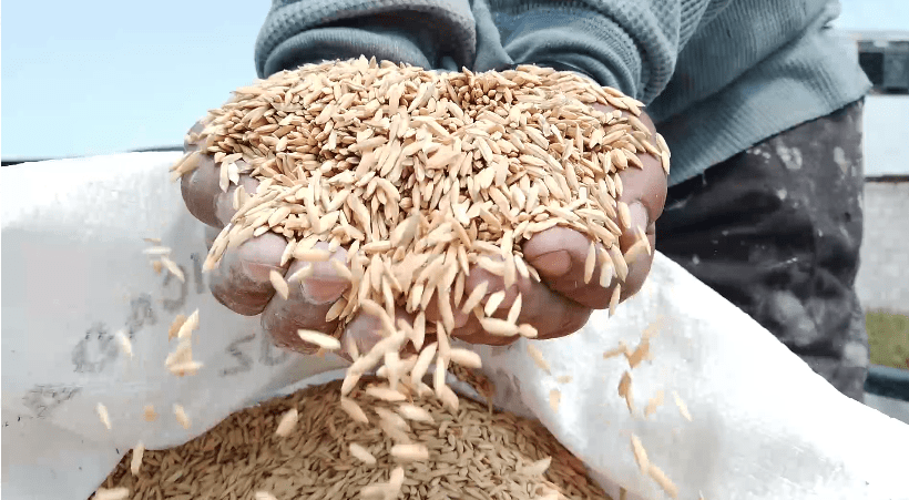 Reducen costos de producción de arroz en Morelos